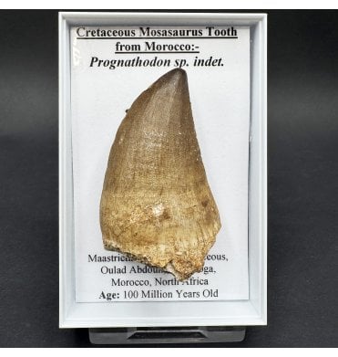 Mosasaurus Tooth from Morocco (SKU G95):- Prognathodon sp. indet.