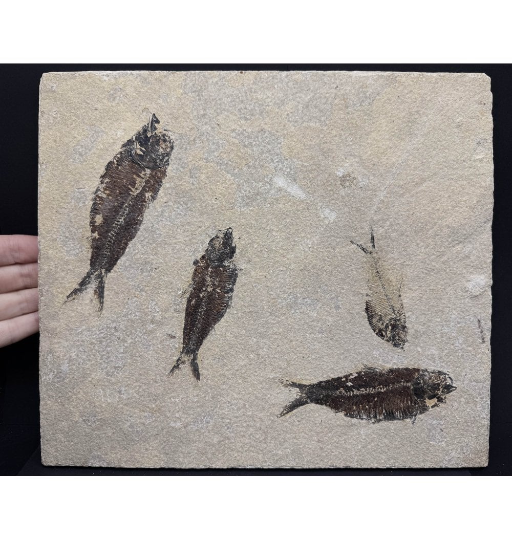 Fossils-UK.com | Multiple Eocene Period Fossil Fish from Wyoming, USA ...