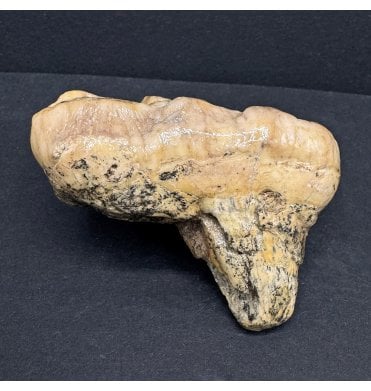 Old Adult Cave Bear Molar Tooth from Pleistocene Period, Romania (SKU V7593):- Ursus spelaeus