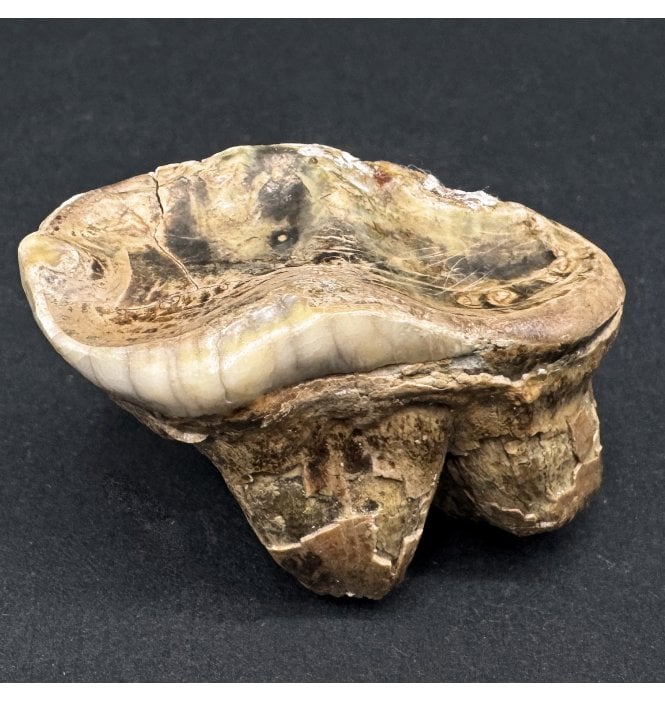 Old Adult Fossil Cave Bear Molar Tooth from the Pleistocene Period, Romania (SKU V7389):- Ursus spelaeus