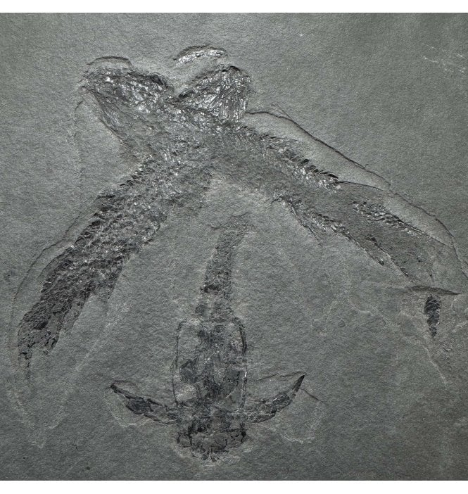 Old Red Sandstone Early Devonian Antiarch Placoderm “Lungfish” Fossil Fish Cluster from Orkney, Scotland (SKU V9237):- Pterichthyodes milleri and 2 Osteolepis macrolepidotus