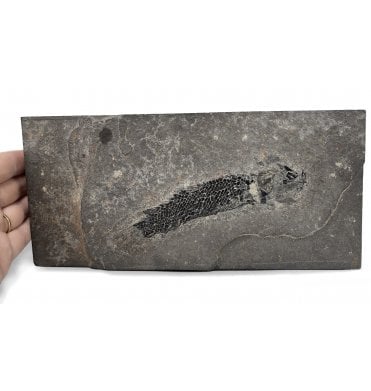Old Red Sandstone Early Devonian “Lobed Fin” Fossil Fish from Orkney, Scotland (SKU V4365):- Osteolepis macrolepidotus