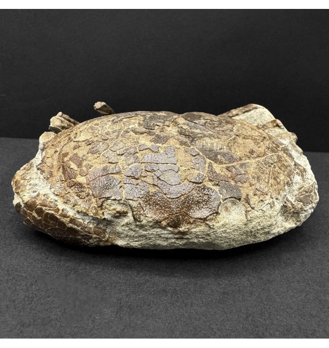 Oligocene Fossil Crab from Kazakhstan (SKU OF4118):- Harpactocarcinus punctulatus