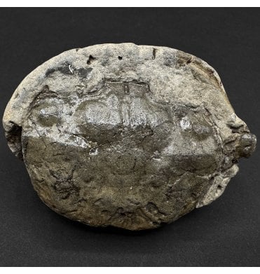 Oligocene, Fossil Crab from Lyby, Denmark (SKU OF4317):- Coeloma incarinatum