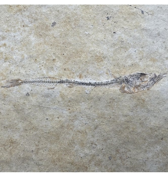 Oligocene Fossil Fish from Auvergne, France (SKU V8926):- Cobitopsis acutus