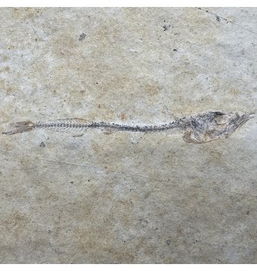Oligocene Fossil Fish from Auvergne, France (SKU V8926):- Cobitopsis acutus