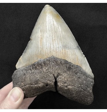 Olive Green, 5.5 Inch Early Pliocene ‘Megalodon’ Shark Tooth from North Carolina, USA (SKU V9340):- Otodus (Carcharocles) megalodon