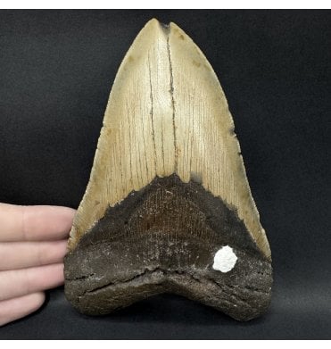 Olive Green, 6 Inch Early Pliocene ‘Megalodon’ Shark Tooth from North Carolina, USA (SKU V9338):- Otodus (Carcharocles) megalodon