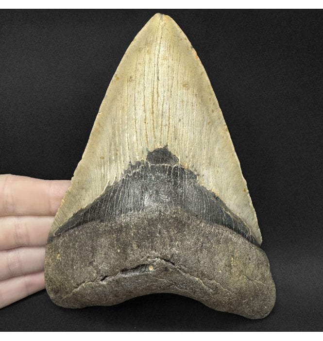 Olive Green, 6 Inch Early Pliocene ‘Megalodon’ Shark Tooth from North Carolina, USA (SKU V9339):- Otodus (Carcharocles) megalodon