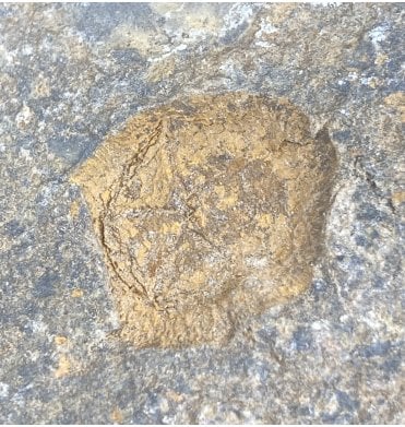 Ordovician Primitive Echinoderm from Morocco (SKU OF0971):- Edrioasteroidea sp.