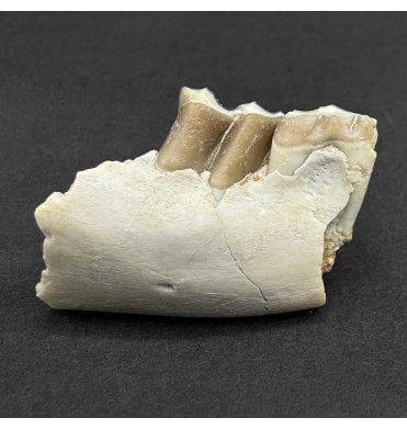 Oreodont Jaw Section from South Dakota, USA (SKU V8548):- Leptauchenia decora