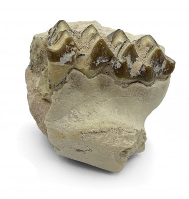 ‘Oreodont’ Jaw with Teeth from the Early Ogliocene, South Dakota, USA (SKU V5137):- Merycoidodon gracilis