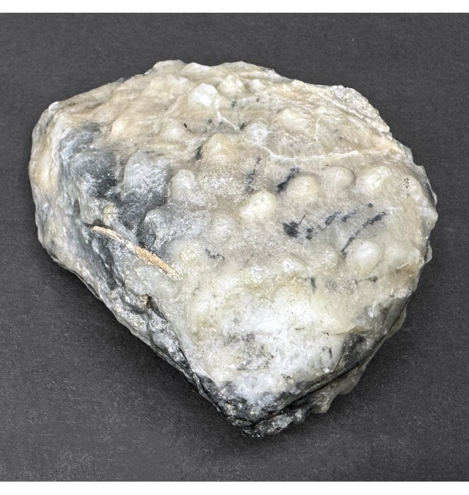 Oxfordian, Middle Jurassic Bivalve from Osmington, Dorset, England (SKU OF3756):- Myophorella (Trigonia) clavellata