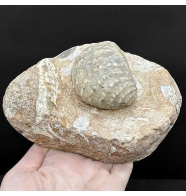 Oxfordian, Middle Jurassic Bivalve from Osmington, Dorset, England (SKU OF4276):- Myophorella (Trigonia) clavellata