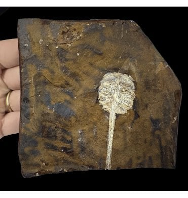 Palaeocene Fossil Cone from North Dakota, USA (SKU OF2771):- Parataxodium wigginsi