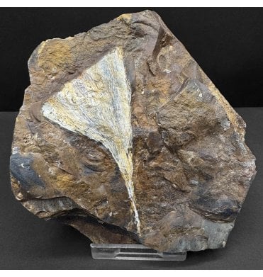 Palaeocene Fossil Ginkgo Leaf from North Dakota, USA (SKU OF4085):- Ginkgo cranei