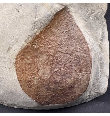 Palaeocene Fossil Leaf from Montana, USA (SKU OF3778):- Zizyphoides flabellum
