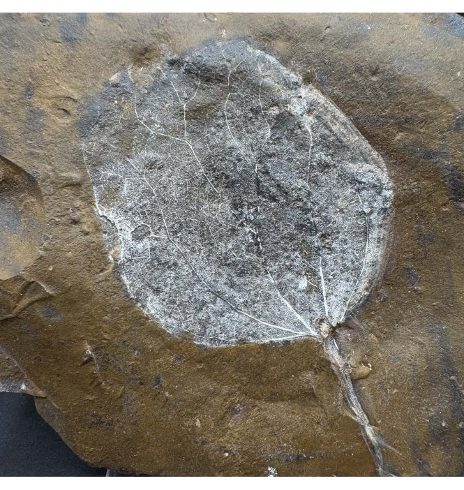 Palaeocene Fossil Leaf from North Dakota, USA (SKU OF3513):- Cocculus flabella