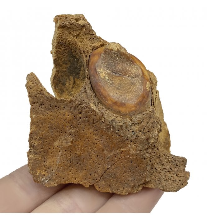 Partial Baby/ Juvenile Walrus Maxilla from St Lawrence Island, Alaska, USA (SKU V5878):- Odobenus rosmarus