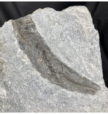 Partial British Lower Jurassic Fossil Fish from Charmouth, Dorset, England (SKU V2080):- Leptolepis cf. bronni