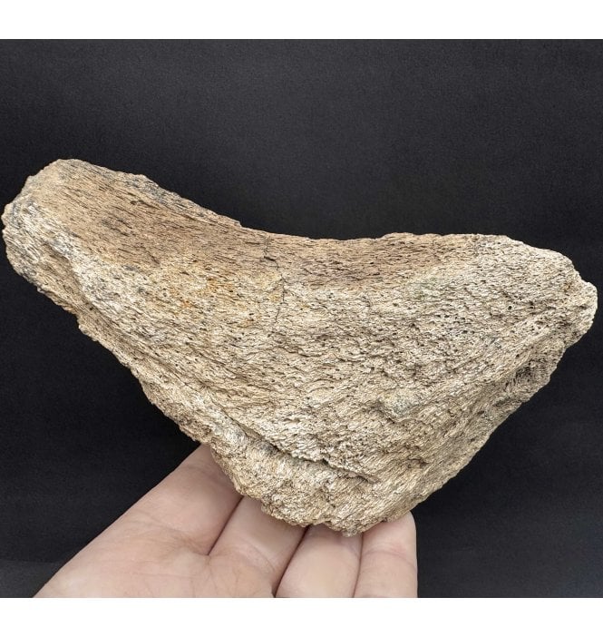 Partial Cretaceous Dinosaur (Triceratops) Skull Piece from Montana, USA (SKU V7745):- Triceratops horridus
