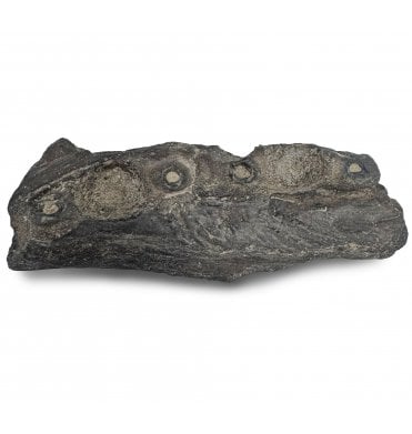Partial Cretaceous Mosasaurus (Marine Reptile) Pterygoid Jaw from Texas, USA (SKU V7582):- Mosasaurus sp. indet