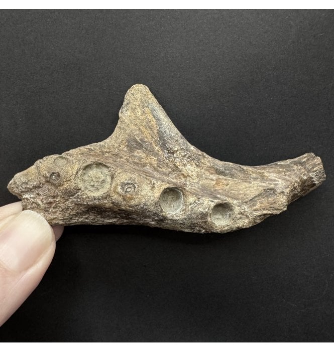 Partial Cretaceous Mosasaurus (Marine Reptile) Pterygoid Jaw from Texas, USA (SKU V8761):- Mosasaurus sp. indet