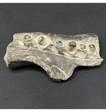 Partial Cretaceous Mosasaurus (Marine Reptile) Pterygoid Jaw from Texas, USA (SKU V8816):- Mosasaurus sp. indet