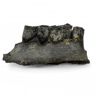 Partial Fossil Deer Jaw from Florida, USA (SKU V5703):- Odocoileus virginianus