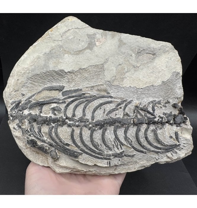 Fossils For Sale | Fossils-UK.com | Partial Neodiapsid Reptile Skeleton ...