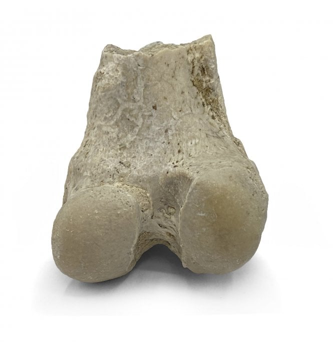 Partial “Oreodont” Limb Bone from the Early Oligocene, South Dakota, USA (SKU V5704)