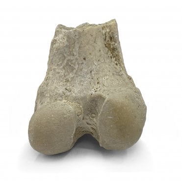 Partial “Oreodont” Limb Bone from the Early Oligocene, South Dakota, USA (SKU V5704)