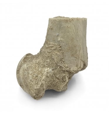 Partial “Oreodont” Limb Bone from the Early Oligocene, South Dakota, USA (SKU V5706)