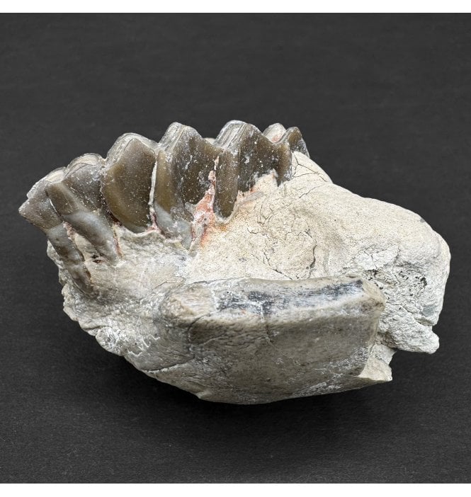 Partial Primitive “Oreodont” Jaw from the Early Oligocene, South Dakota, USA (SKU V8286):- Merycoidodon culbertsoni