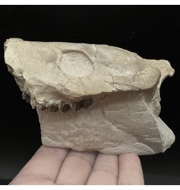 Partial Primitive “Oreodont” Skull from the Early Oligocene, South Dakota (SKU V6136):- Merycoidodon culbertsonii