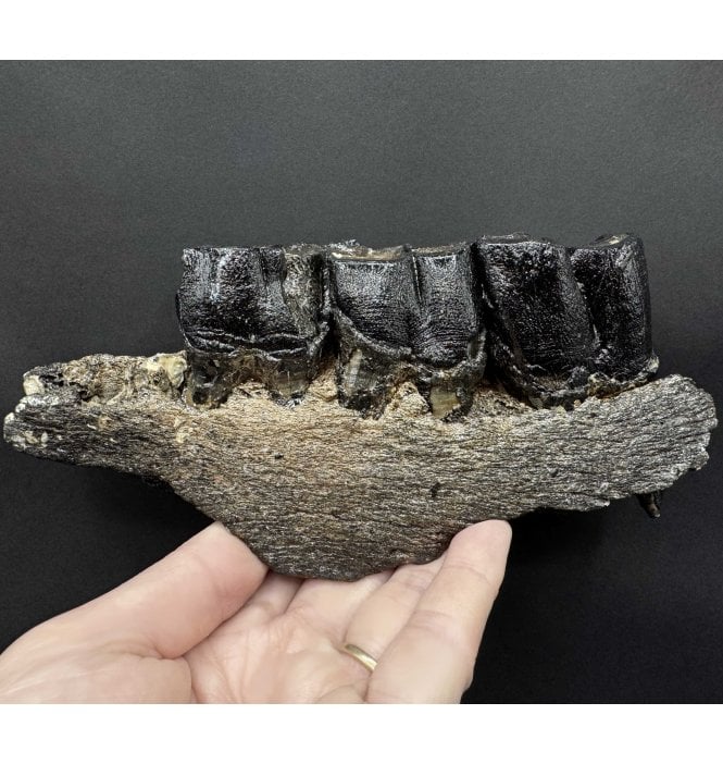 Partial Woolly Rhino Partial Lower Jaw from the North Sea (SKU V7989):- Coelodonta antiquitatus