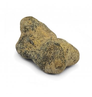 Pathological (Arthritis) Fossil Cave Bear Toe Bone from the Pleistocene Period, Romania (SKU V5264):- Ursus spelaeus