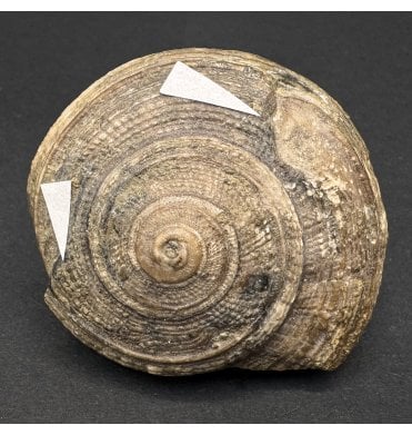 Pathological Bajocian, Middle Jurassic Gastropod from Germany (SKU OF3440):- Orbonella palaemon