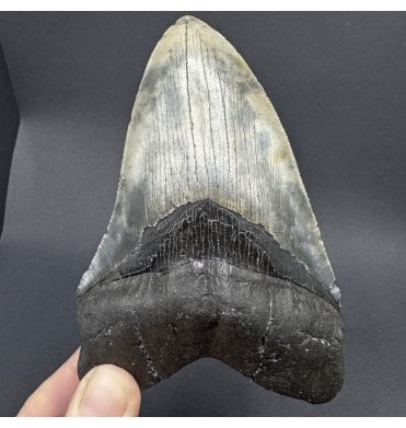 Pathologically Deformed 5” Shale Grey Miocene ‘Megalodon’ Shark Tooth from South Carolina, USA (SKU V7909):- Otodus (Carcharocles) megalodon