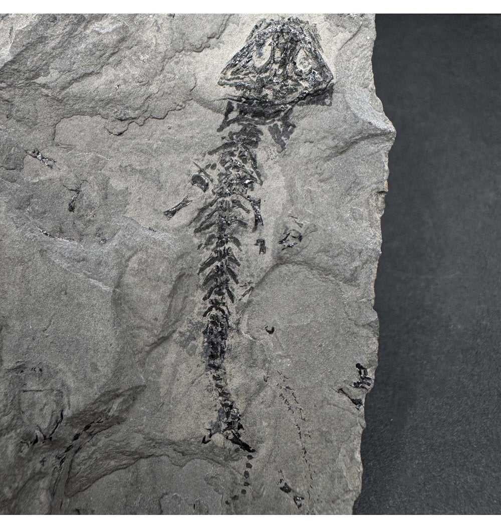 Branchiosaurus Fossils For Sale | Fossils-UK.com | Permian Temnospondylus Amphibian ...