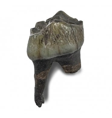 Pleistocene Deer Tooth from Florida, USA (SKU V9067):- Odocoileus virginianus