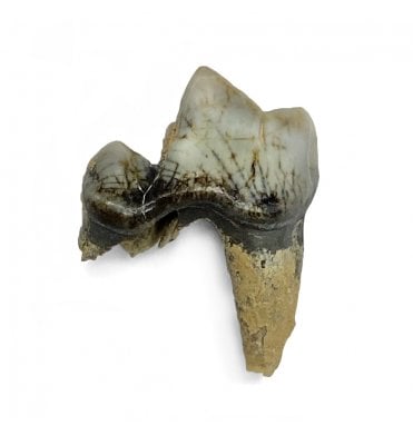 Pleistocene Fossil Fox Tooth from Germany (SKU V5498):- Vulpes vulpes