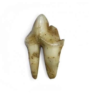 Pleistocene Fossil Fox Tooth from Germany (SKU V5658):- Vulpes vulpes