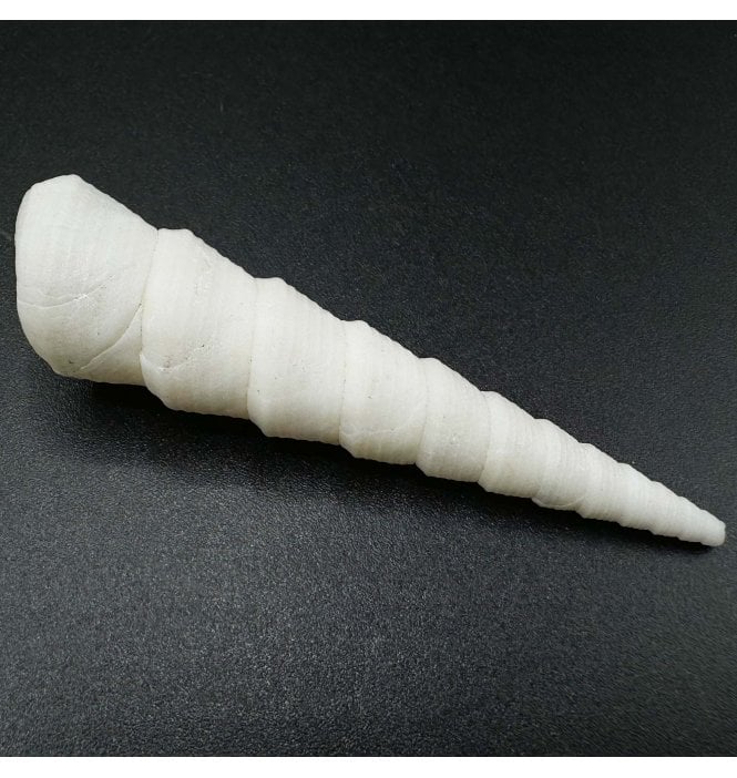 Pliocene Gastropod from France (SKU OF3063):- Turritella sp.