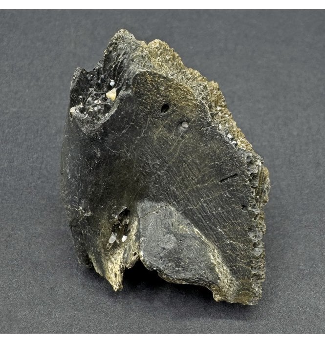 Pliocene Turtle Shell Showing Predation from USA (SKU V8702):- Unknown species