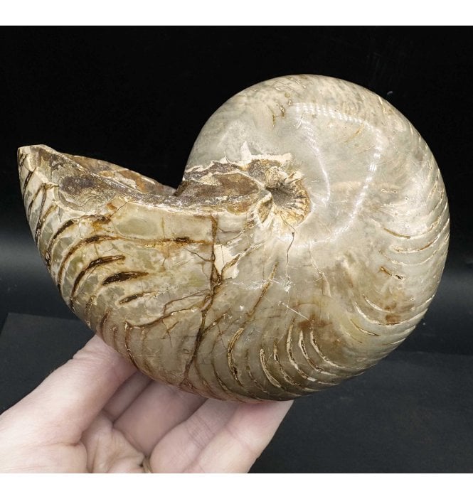 Polished Albian, Middle Cretaceous Nautilus from Madagascar (SKU OF3123):- Cenoceras sp indet.