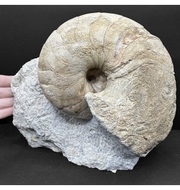 Polished British Bajocian, Middle Jurassic Nautilus from Burton Bradstock, Dorset, England (SKU OF4095):- Cenoceras semistriatum