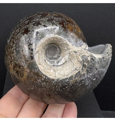 Polished British Callovian Middle Jurassic Ammonite from Gloucestershire, England (SKU A4197):- Cadoceras sublaeve