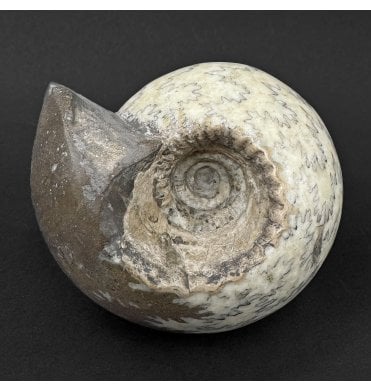 Polished British Callovian Middle Jurassic Ammonite from Gloucestershire, England (SKU A5021):- Cadoceras sublaeve
