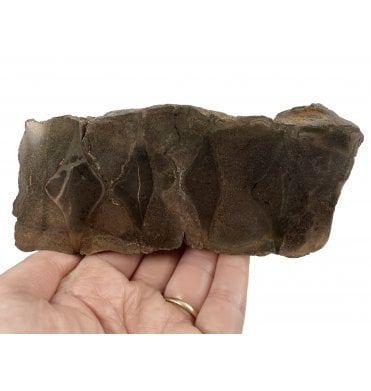 Polished British Lower Jurassic, Upper Lias, Ichthyosaur Vertebrae from Sandsend, Whitby, North Yorkshire (SKU V4357):- Ichthyosaurus sp.